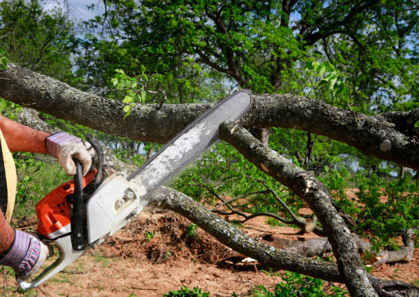 Reliable Orono, MN  Tree Services Solutions